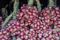 Bawang merah, salah satu tanaman pengusir ular.  Foto: suarabhinneka.ic
