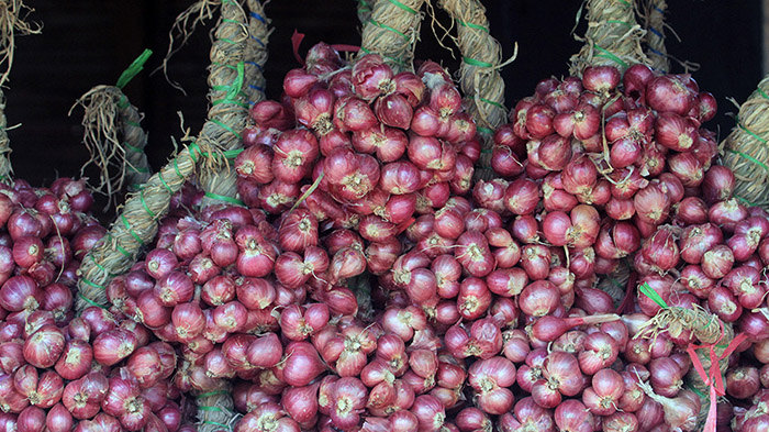 Bawang merah, salah satu tanaman pengusir ular.  Foto: suarabhinneka.ic