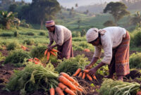 Petani Sayur tengah memanen wortel di kebunnya. Foto: Cici AI 