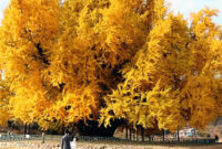 Penampakan Pohon Ginkgo Bangye-ri yang tumbuh di Korea Selatan 