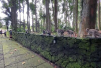 Penampakan kera atau monyet di tempat wisata sangeh, bali. Foto: Tangkapan layar youtube KaniaDP