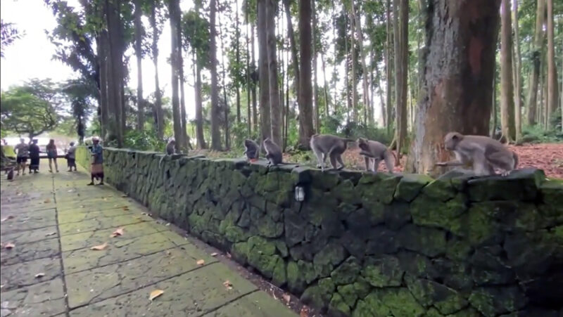 Penampakan kera atau monyet di tempat wisata sangeh, bali. Foto: Tangkapan layar youtube KaniaDP