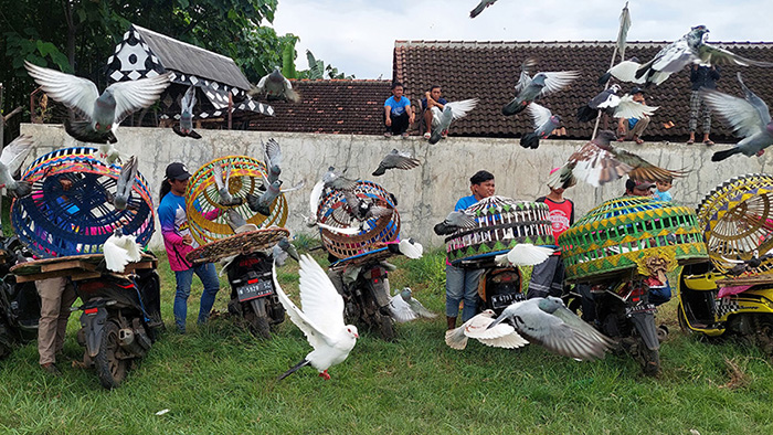 Komunitas Merpati Pos, saat lomba melepas merpati, di lapangan Kecap, Kelurahan Pilang beberapa tahun lalu. Foto: suarabhinneka.id
