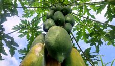 Penampakan buah pepaya di phonnya. Foto: suarabhinneka.id